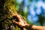 Eine Hand berührt einen Baum